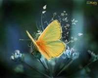 /album/galeria-de-fotos/a7f371ad7c4-jpg/