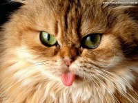 /album/galeria-de-fotos/anima01-jpg/