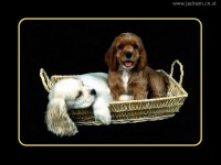 /album/galeria-de-fotos/animais02-jpg/