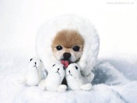 /album/galeria-de-fotos/diversos48-jpg/