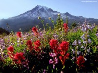 /album/galeria-de-fotos/natureza57-jpg/