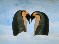 /album/galeria-de-fotos/natureza44-jpg/