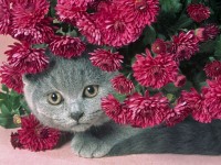 /album/galeria-de-fotos/gato-e-flores-jpg/