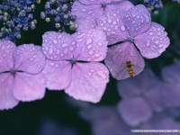 /album/galeria-de-fotos/hortensia-molhada-7918-1024x768-jpg/